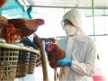Virus A/H5N1 là chủng độc lực cao, dễ nhầm với cúm thông thường
