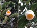 Sau lan đột biến, bạch hải đường bỗng được rao giá tiền tỷ bất thường