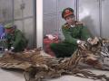 Bắt tài xế vận chuyển 3 bộ da nghi của hổ ở Hà Nội