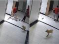 TP Hồ Chí Minh: Khẩn trương xử lý nghiêm vụ chủ chó đánh người
