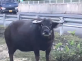 Người đàn ông nhập viện nguy kịch vì bị trâu húc