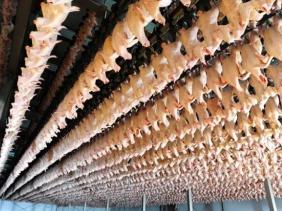 Tiếp tục kiểm tra nhà máy chế biến gia cầm của Công ty C.P. Việt Nam tại Hà Nội