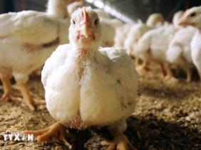 CDC Mỹ cảnh báo cúm gia cầm lây lan từ động vật sang bác sỹ thú y