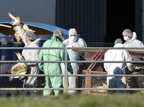 WHO đánh giá nguy cơ đối với con người từ dịch cúm gia cầm