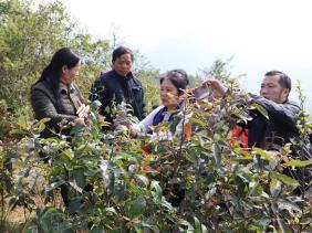 Cao Bằng: 2 trẻ tử vong nghi do ăn lá ngón