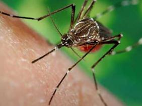 Cảnh báo muỗi gây sốt xuất huyết kháng thuốc diệt côn trùng