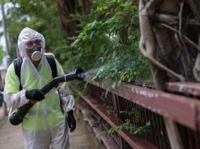 Muỗi truyền bệnh chikungunya có tại Việt Nam