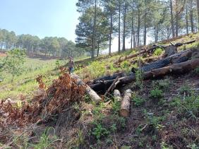 Lâm Đồng: Khởi tố, bắt tạm giam đối tượng chủ mưu phá rừng quy mô lớn