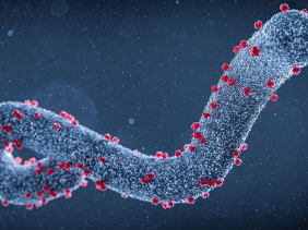 Tăng cường giám sát và ngăn chặn bệnh Marburg