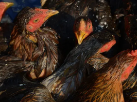 Ghi nhận ca tử vong đầu tiên ở người do chủng cúm gia cầm H3N8