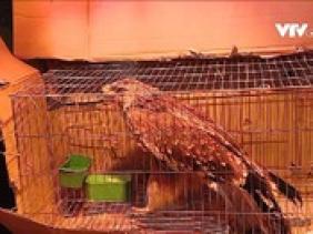 Nỗ lực cứu hộ động vật hoang dã