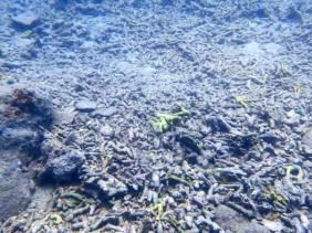 San hô ở vịnh Nha Trang chết hàng loạt