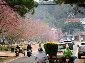 Măng Đen sẽ thành thị trấn mai anh đào