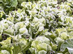 Cao nguyên đá Đồng Văn rét dưới 1°C, băng giá trắng xoá xuất hiện