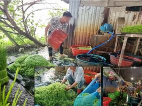 Thực phẩm độc hại bủa vây người dùng: 'Tắm' hóa chất làm tươi rau muống bào