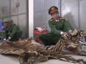 Bắt tài xế vận chuyển 3 bộ da nghi của hổ ở Hà Nội