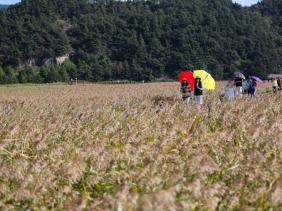 Hàn Quốc gia hạn miễn phí thị thực theo đoàn cho du khách Việt Nam