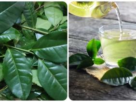 Uống nước chè xanh vào buổi sáng có tác dụng gì?