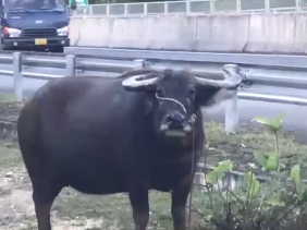 Người đàn ông nhập viện nguy kịch vì bị trâu húc