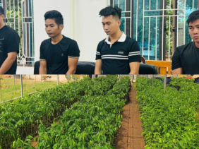 Khởi tố 4 đối tượng nhập lậu gần 100.000 cây Dó bầu từ Trung Quốc vào Việt Nam