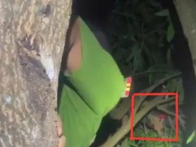 Hi hữu: Bé trai 9 tuổi ngủ quên trên ngọn cây xoài cao, công an giải cứu trong đêm