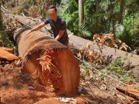 Kiểm tra tất cả các xưởng gỗ sau vụ cây bị đốn hạ ở “Đà lạt 2”