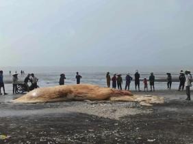Một phần xác cá voi khổng lồ trôi dạt vào bờ biển Nghệ An