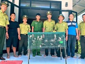 Mua bán trái phép 40 con chim chào mào, một người ở Huế bị lập hồ sơ xử lý