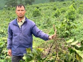 Vụ 18ha cà phê của nông dân bị đốn hạ, thiệt hại hàng tỷ đồng: Công an vào cuộc