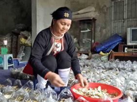 “Nữ y núi Tản” công bố thảo dược xương khớp hợp với thể trạng người Việt
