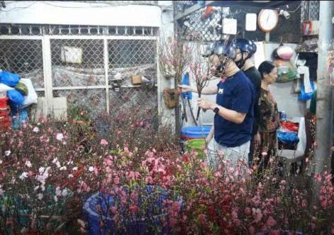 Hoa đào mini hút khách TPHCM mua sớm nhờ giá mềm