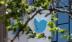 Twitter ra mắt gói 8 USD mỗi tháng với dấu xanh xác nhận tài khoản