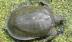 Philippines cảnh báo vì sự xuất hiện của rùa mai mềm Trung Quốc