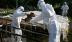 Nhật Bản tiêu hủy hàng trăm nghìn con gà mắc cúm gia cầm đầu mùa