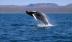 Cá voi lại xuất hiện trên vịnh Cam Ranh