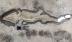 Phát hiện hóa thạch hoàn chỉnh đầu tiên của "tổ tiên" loài cá heo 180 triệu năm trước