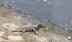 TP.HCM: Người dân hoảng hồn phát hiện cá sấu 7 kg dưới kênh Lò Gốm