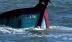 Bà Rịa-Vũng Tàu: Va chạm giữa tàu cá và tàu hàng, cứu được 5 ngư dân