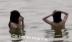 Vụ "tắm tiên ở hồ Hoàn Kiếm": 2 người tắm là đàn ông