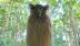Chim quý xuất hiện trở lại tại Vườn quốc gia Mũi Cà Mau