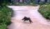 Khỉ hung hãn tấn công 3 người bị thương, cắn chết 4 con chó ở Quảng Nam