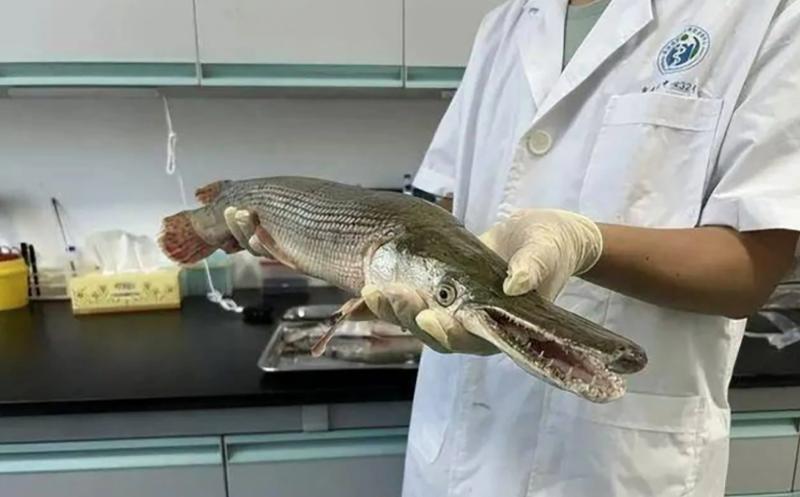 Là một trong những loài cá nước ngọt lớn nhất thường được tìm thấy ở miền nam nước Mỹ và Mexico, con cá hình ngư lôi thường được biết đến như “hóa thạch sống“. Ảnh: Huanqiu.com